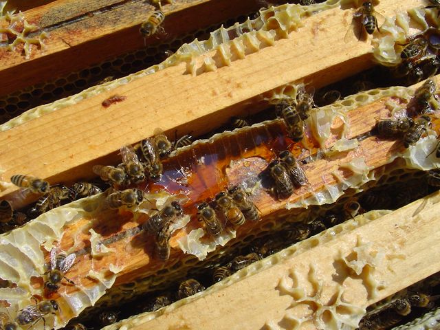 abeilles autour d'une goutte de miel